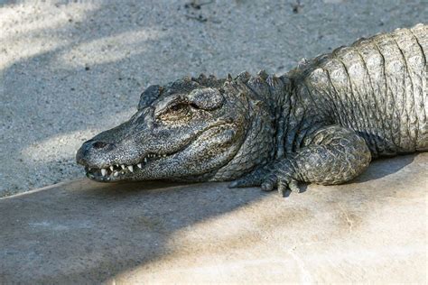 are alligators found in china